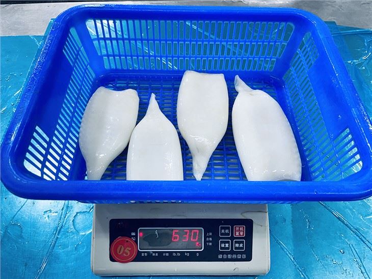 Frozen Squid Tube U4