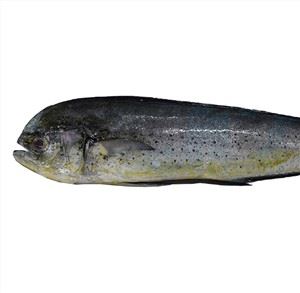 Seafrozen  Mahi  Mahi