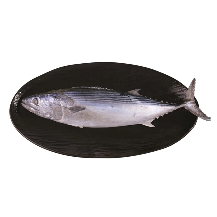 Jele oriental bonito