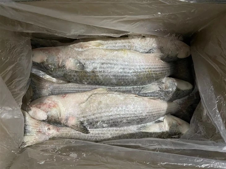 Frozen Mullet