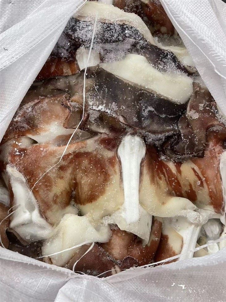 BQF Indian Ocean Squid For Frozen Squid Neck