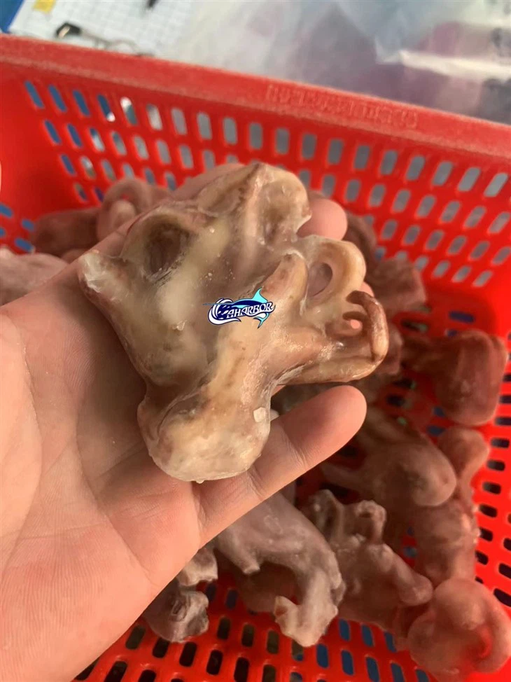Frozen Calamari Head Tentacle