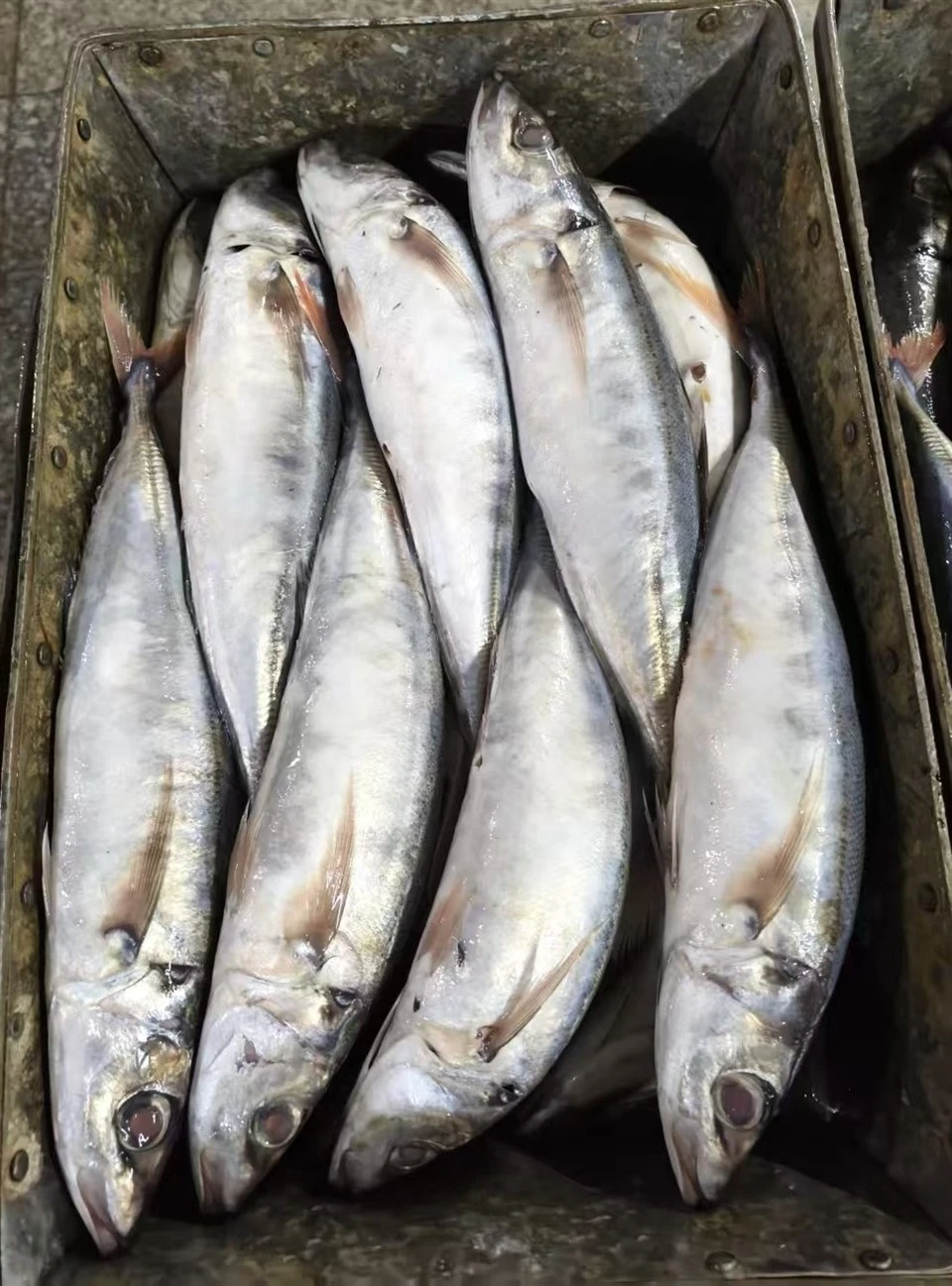 Frozen Red Tail Horse Mackerel