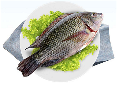 Swen Tilapia