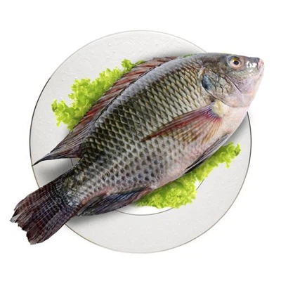 China's Tilapia Industry Faces Serious Challenges: Stagnant Exports Make It Difficult To Maintain Stable Prices, And The Tariff Deadlock Continues To Drag Down Industry Confidence China's Tilapia Industry Faces Serious Challenges: Stagnant Exports Make It Difficult To Maintain Stable Prices, And The Tariff Deadlock Continues To Drag Down Industry Confidence