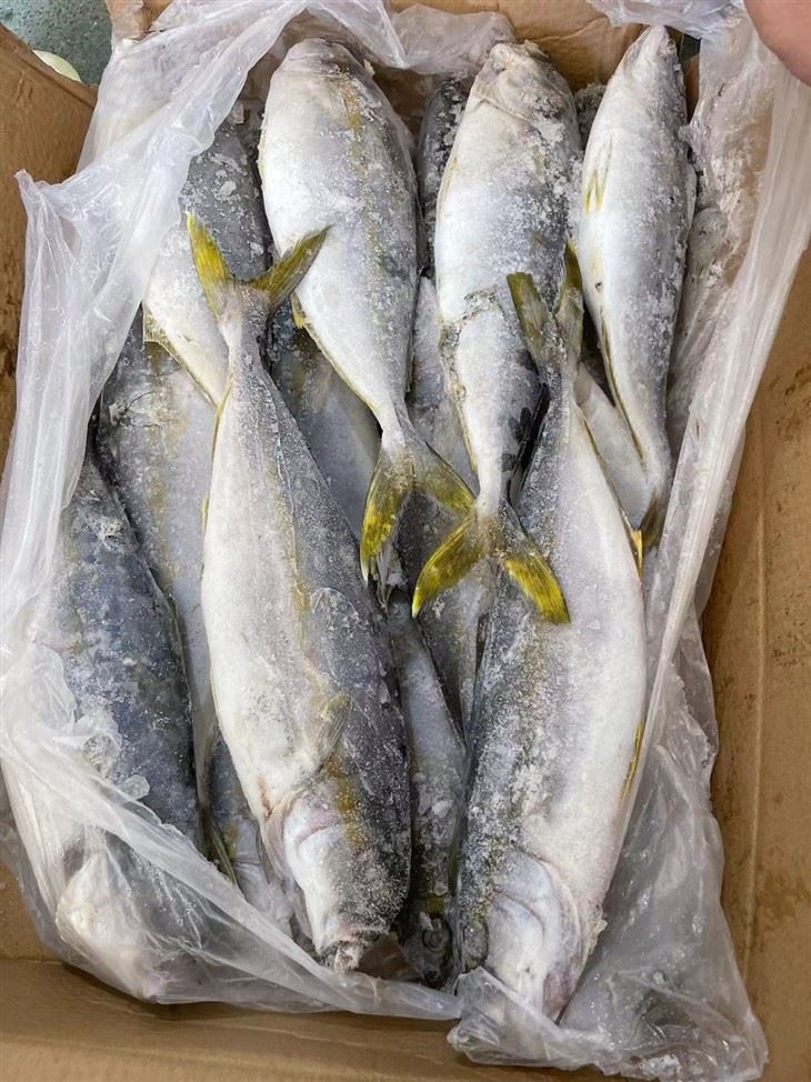 The Frozen Hamachi high quality