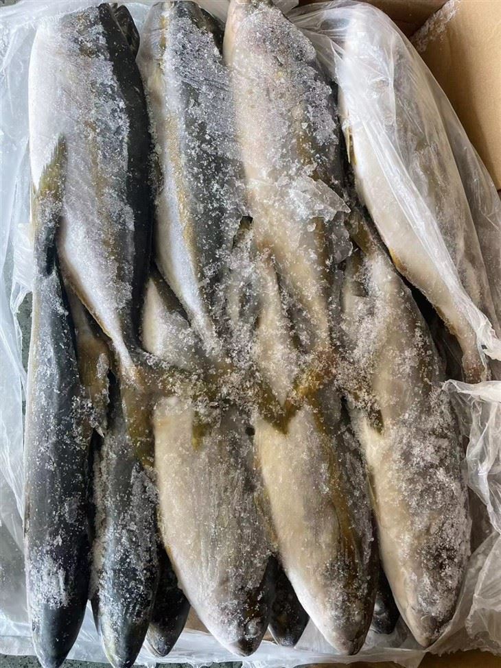 The Frozen Hamachi price