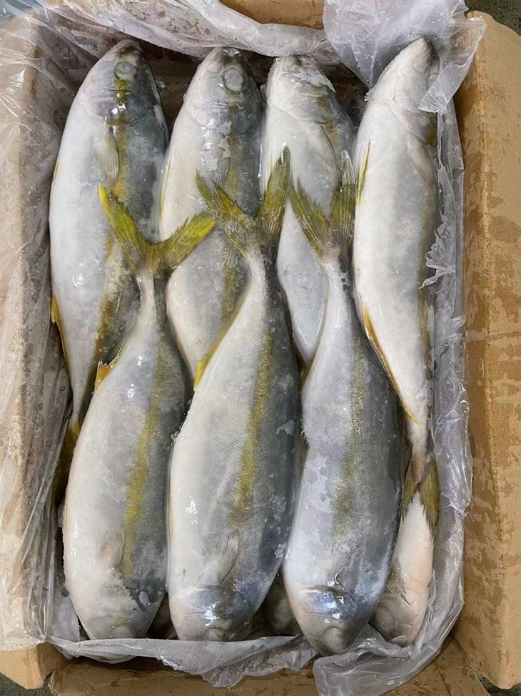 The Frozen Hamachi factory