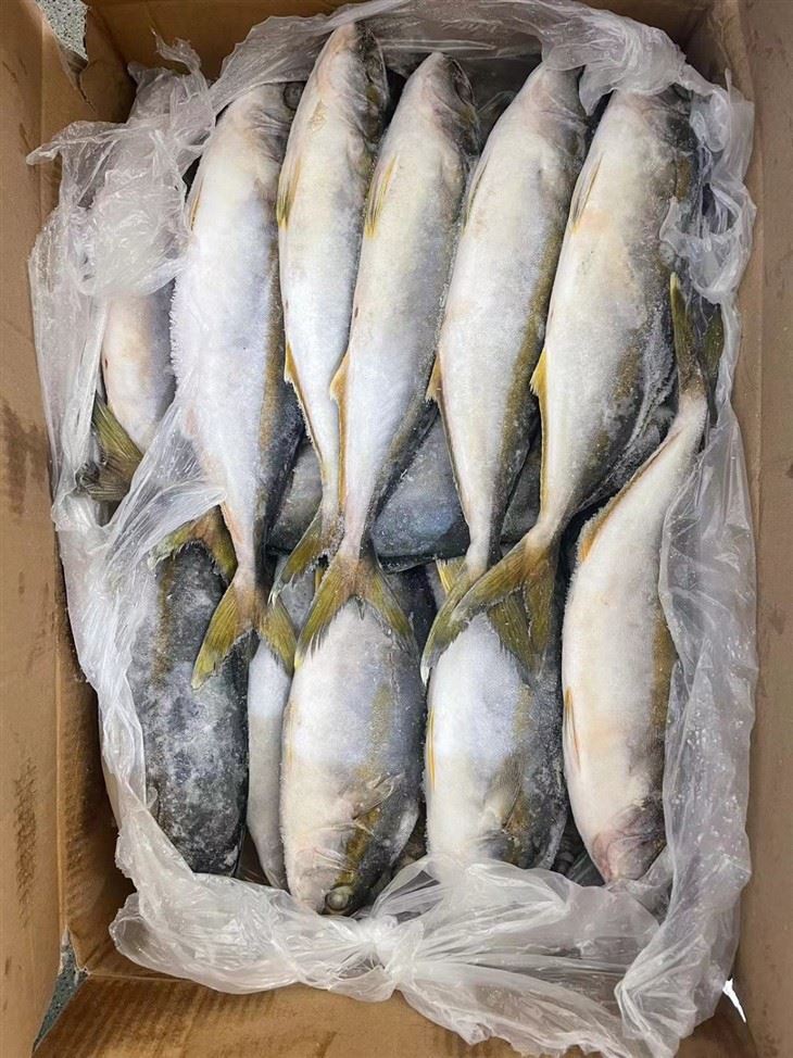 The Frozen Hamachi high quality