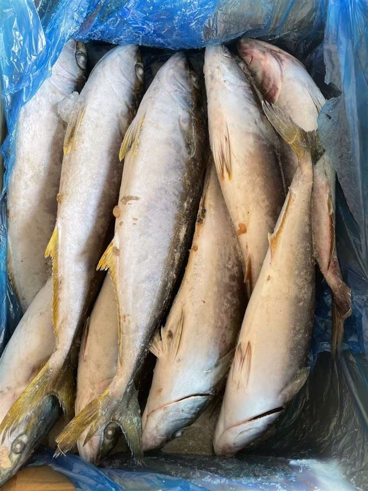 The Frozen Hamachi best